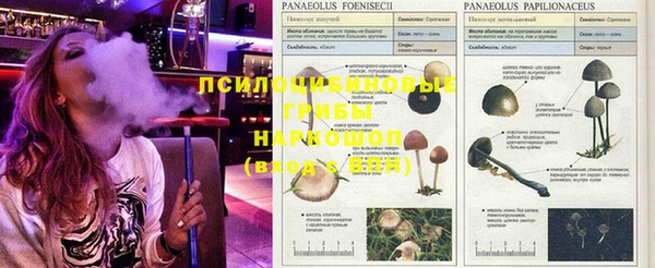 прущие крисы Ладушкин